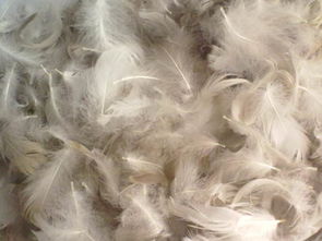 供應毛片羽絲 東莞隆騰批發 價格更實惠